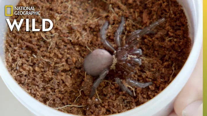 A Spider With Mites | Secrets of the Zoo: Down Under
