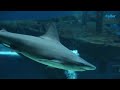 These divers keep Texas State Aquarium exhibits in top shape
