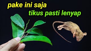 ternyata pake ini saja,RUMAH BEBAS DARI TIKUS SELAMANYA ‼