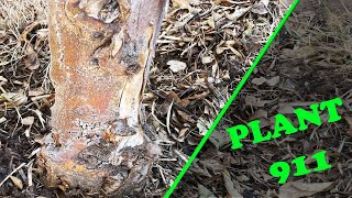 Plant 911: Lemon Tree is DYING!!!
