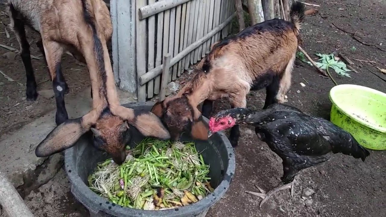 CARA NGASIH MAKAN KANGKUNG PADA KAMBING KACANG AGAR 