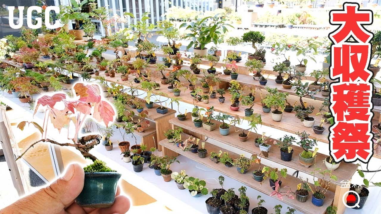 【UGC】秋の大収穫祭！豆盆裁、オモト、花物などなどお宝沢山です【盆栽Q】