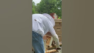 Catching #freebees in simple to build honeybee swarm traps. Check out my  videos on how to start