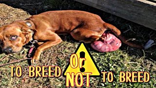 SHOULD YOU BREED A DOG THAT HAS A PROLAPSE? Tune in for my opinion l SHOULD YOU BREED A DOG THAT HAS A PROLAPSE? Tune in for my opinion l