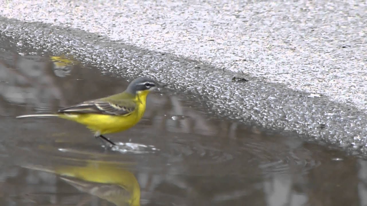 Gele kwikstaart Motacilla flava