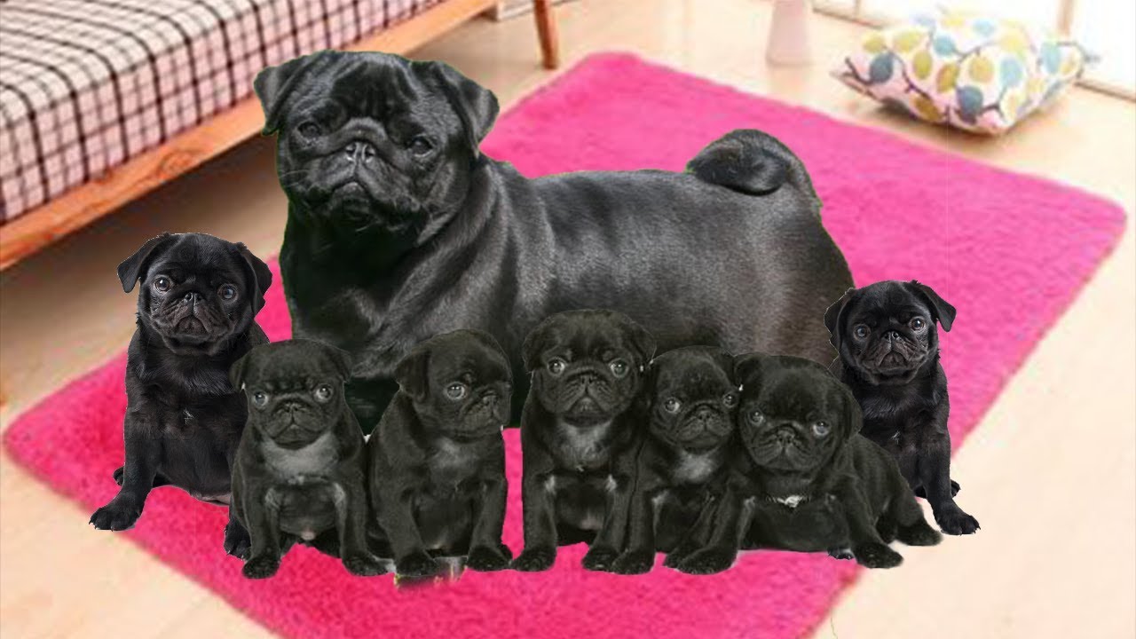 How Many Puppies Can Pugs Have  