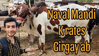 Ab Rate Behtreen Hogay | Naval Mandi Karachi Cattle Rates Updates 17-May-2024 | Cow Mandi