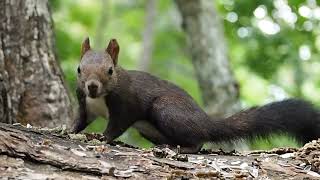 北海道の動物　エゾリス🐿モグモグ🌰