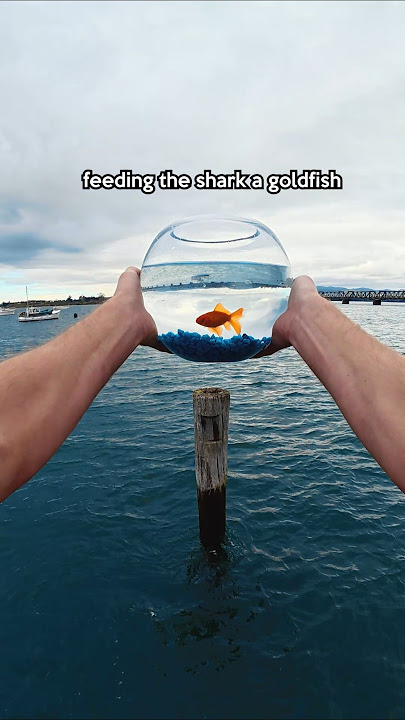 Give The Shark A Goldfish 😱