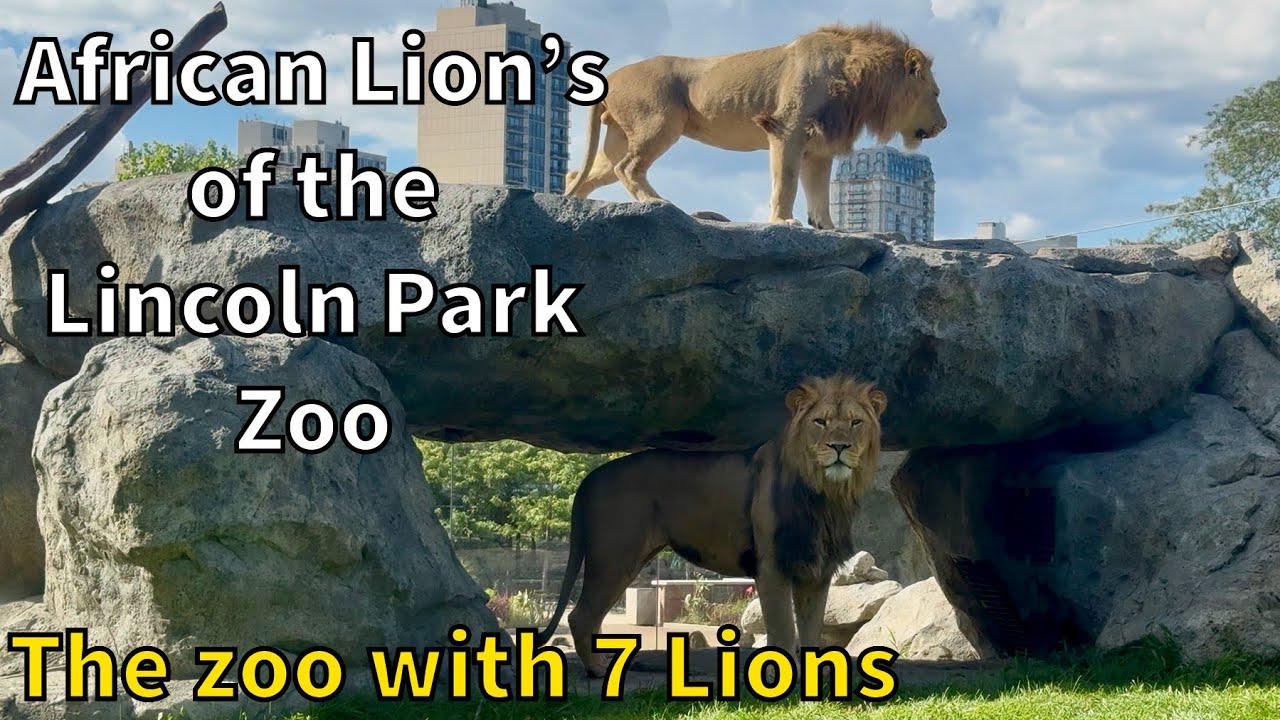 African Lion’s of the Lincoln Park Zoo - Chicago, Illinois - YouTube