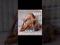 地獄のポーズで地理をおしえてくれる犬 #アニマル #犬 #dog #shorts