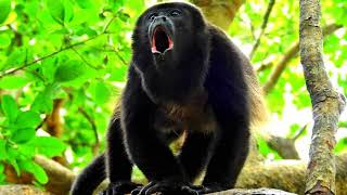 Sounds. Howler monkeys howling