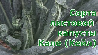 Разные сорта капусты Кале (Кейл) которые выращивала