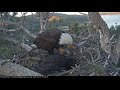 05-28-19 Big Bear Lake eagles; moving moments between Mom and Simba.