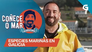 #CoñeceOMar con Rogelio Santos: Especies mariñas en Galicia