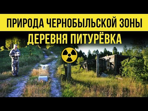 ☢ Природа чернобыльской зоны. Деревня Питурёвка.