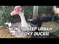 How To Keep Urban Muscovy Ducks - Ep209