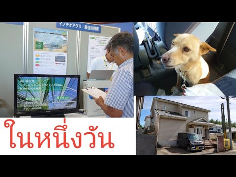 วีดีโอ: การเดินทางไปงานแสดงสุนัข