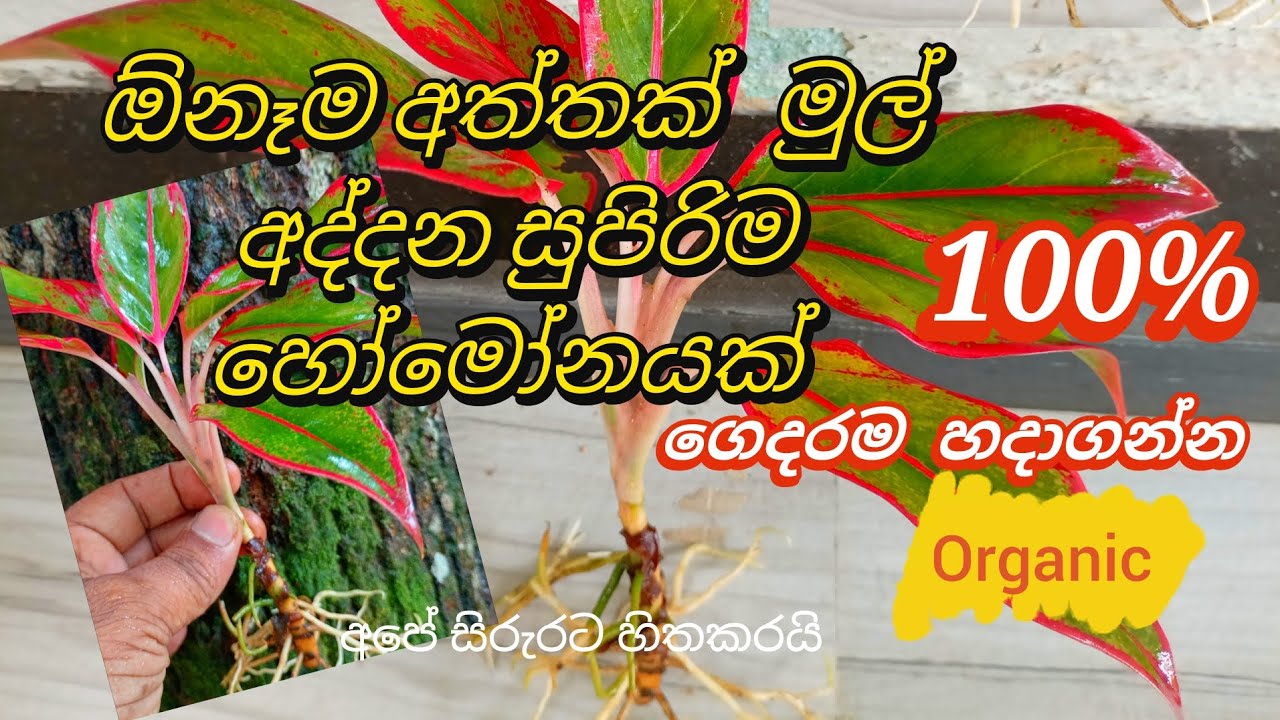මෙන්න සුපිරිම හෝමෝනයක් 😀  ඕනෑම ගසකින් අත්තක් පැල කරන්න 👍 සති 2 න්