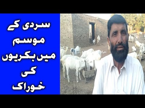 goat-best-food-//-goat-food-in-winter-//-growing-goat-feed-//-goat-dry-feed