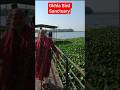 #okhlabirdsanctuary #okhla #youtubeshorts #viral #viralvideo