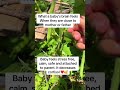 What new parents should know #viral #baby #devotional #shorts