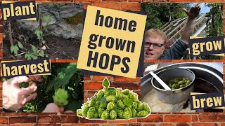 How to plant a hop plant for brewing beer
