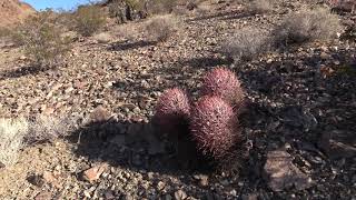 Echinocactus polycephalus