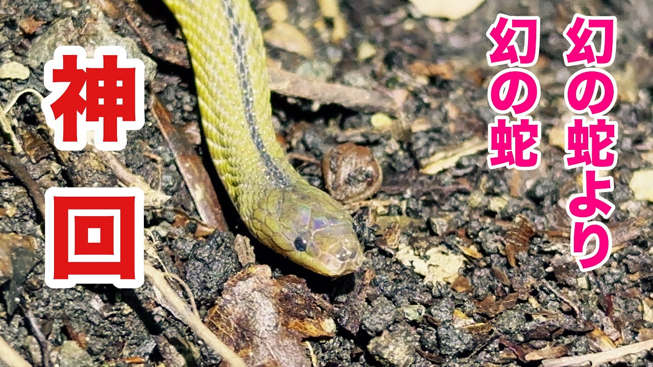【神回】3時間で本州のヘビ8種類まさかのコンプリート!? - YouTube