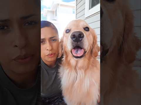 Beautiful Golden Retriever