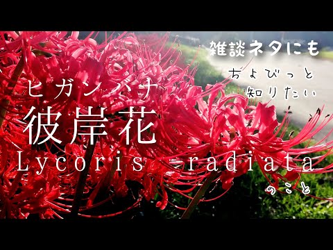 彼岸花 彼岸桜・濃彼岸| 種・苗・ガーデニング用品の【タキイネット通販】