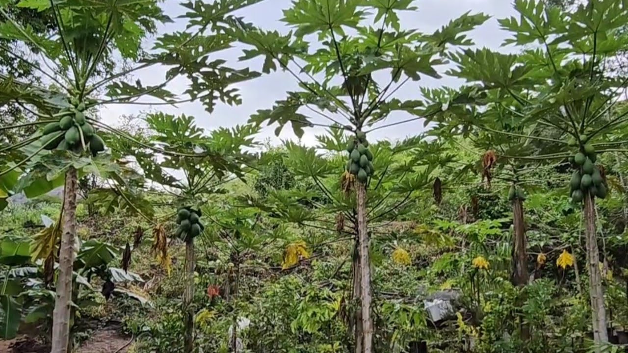 Plantei muda de groselha 