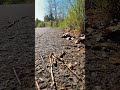 Ants Built Their Own Road… 🐜👀 (Forest Discovery) #nature #forestwhispers #relaxing