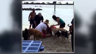 CPR saves drowning dog