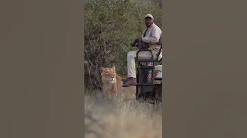 What Can You Do Safari Lion Africa Guide 