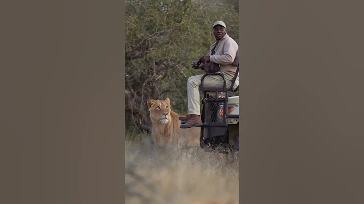 what can you do.#safari #lion #Africa #guide - DayDayNews