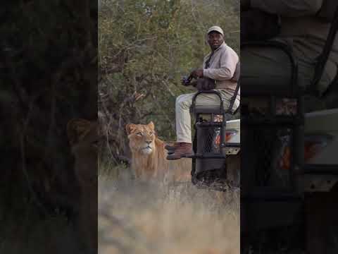 Vidéo: Safari du lion d'Afrique en Ontario