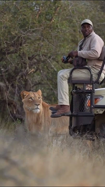 what can you do.#safari #lion #Africa #guide