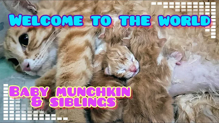 Video 2487851: munchkin baby kitten, born baby kitten