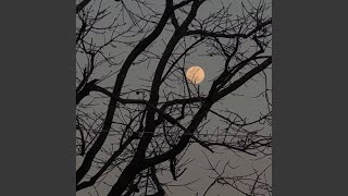 I Watch The Moon