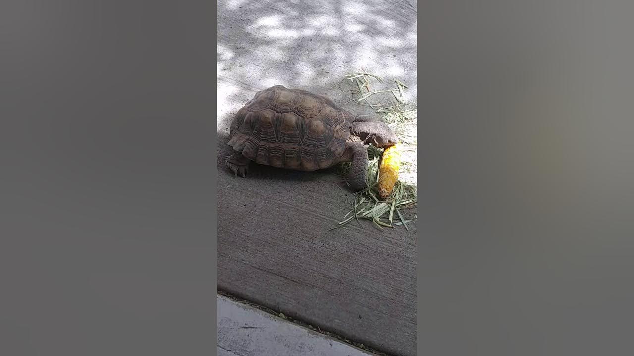 Tortoise eating corn on the cob YouTube