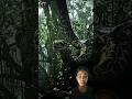 Amazon Jungle के 3 खतरनाक जीब देख कांप जाओगे #short# viral #amazingfacts