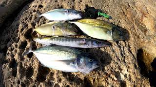 A great shore dive - Spearfishing Malta - Pescasub