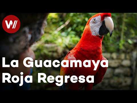 The Historic Return of the Scarlet Macaw to Palenque | Flying Home, Scarlet Macaw