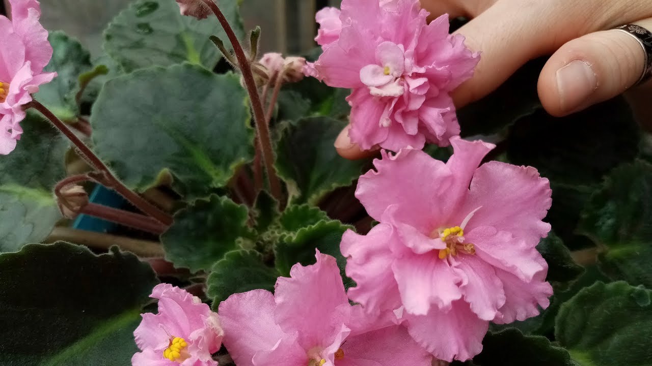 Violetas Africanas que crecen como Reinas