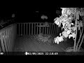 Archive Files of Deck Trail Camera Compilation 20260601 M