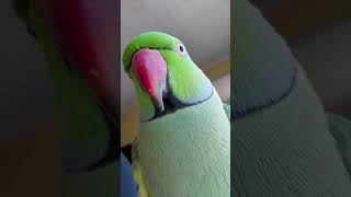 Indian Ringneck Parrot talking (Kiwigreen)