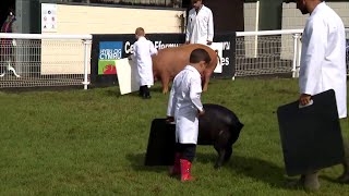 Trinwyr Ifanc y Moch - Dydd Iau | Young Pig Handlers - Thursday