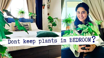 Can we keep ZZ plant in bedroom?