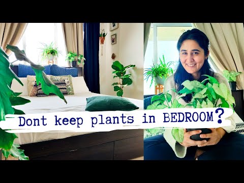 Video: What Plants Can Be Grown In The Bedroom